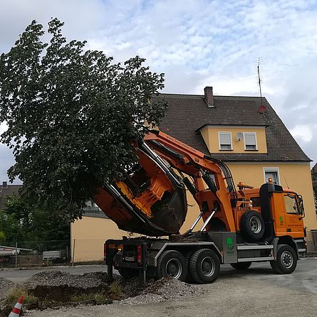 Großbaumverpflanzung - Lkw mit Baum