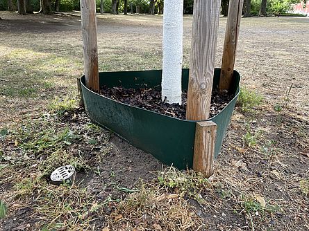 Ein grüner Plastikgießring umgibt einen jungen Baumstamm. Dieser ist zusätzlich mit Rindenmulch gefüllt.