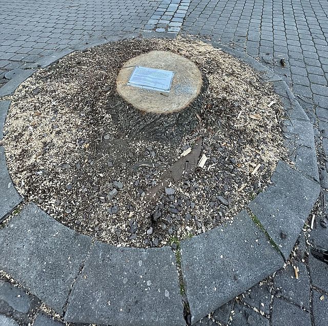 Baumstumpf am Paradeplatz