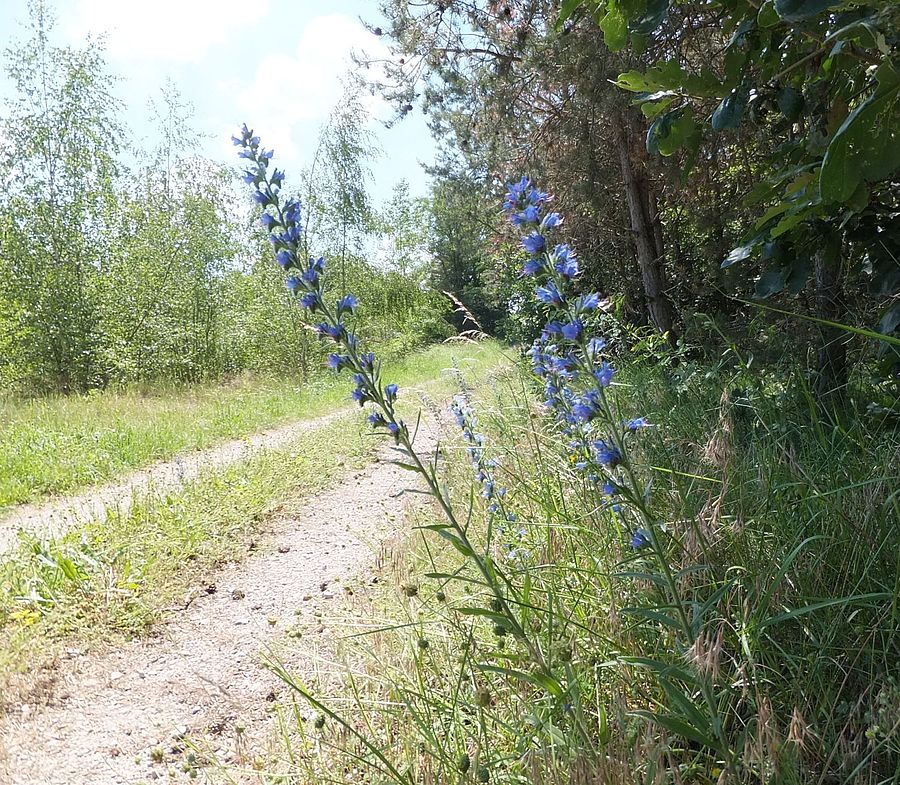Grünstreifen an Feldweg