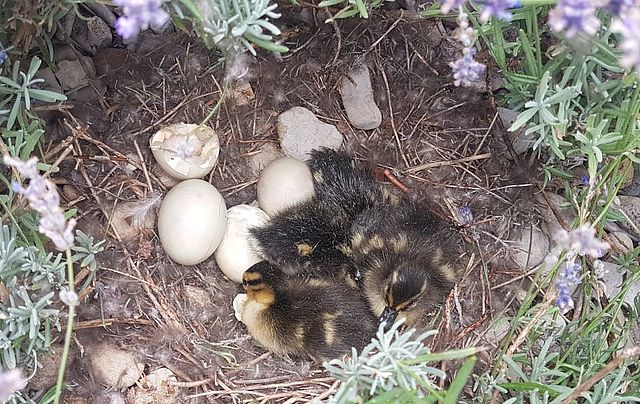Entenküken Foto: Königsbad Forchheim