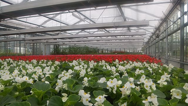 Zierpflanzen in der Halle