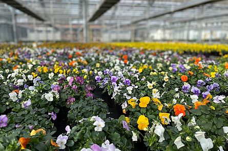 Viele bunte Frühlingsblumen bilden ein Blütenmeer n einem Gewächshaus.