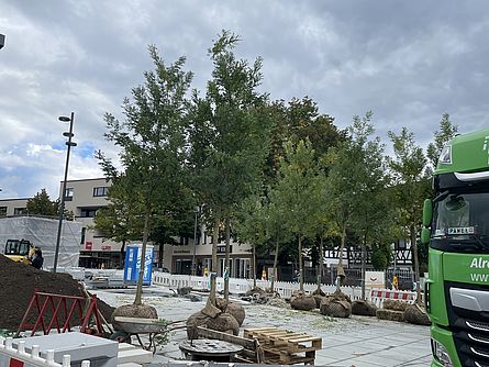 Bäume stehen nebeneinander auf der Baustelle des Paradeplatzes