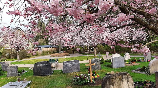 Kirschblüte auf dem Neuen Friedhof