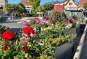 Bunt bepflanzte große Blumenkübel befinden sich auf einem Anhänger auf dem Marktplatz.
