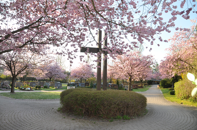 Kirschblüte im Neuen Friedhof